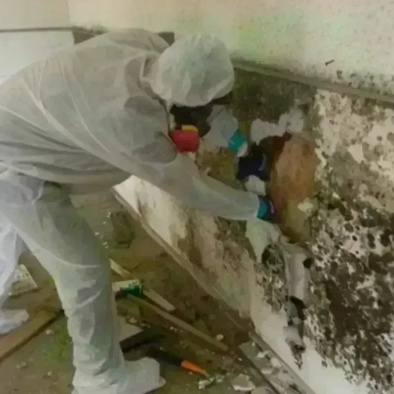 Mold Remediation and Removal in Delaware City, DE